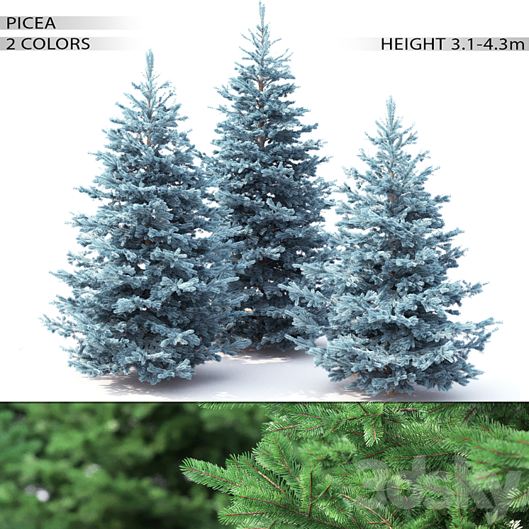 Spruce 3DS Max - thumbnail 1