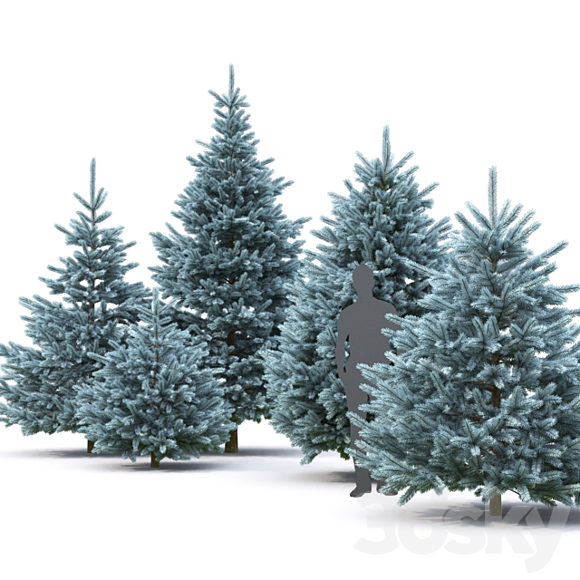 Spruce 3DSMax File - thumbnail 2