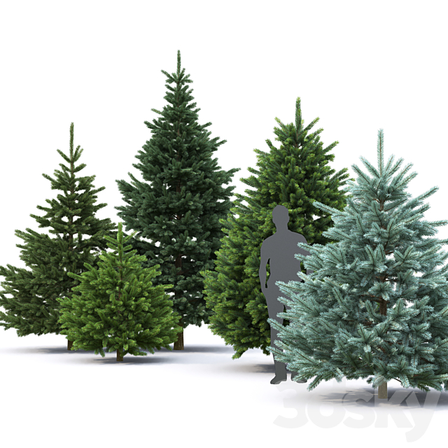 Spruce 3DSMax File - thumbnail 3