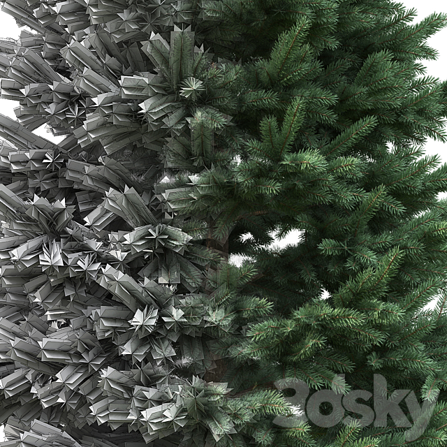 Spruce 3DSMax File - thumbnail 4