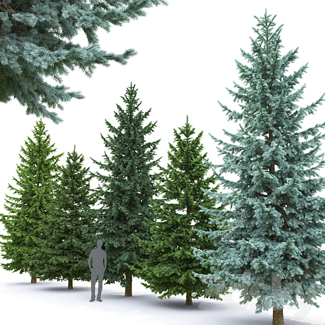 Spruce 3DSMax File - thumbnail 2