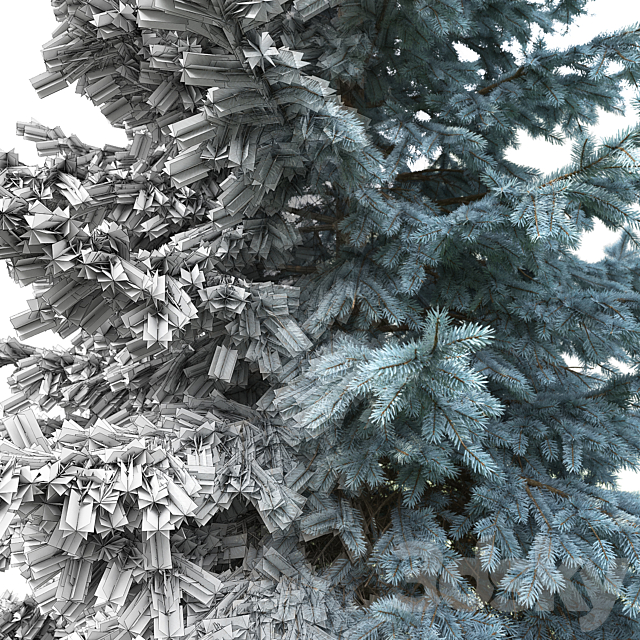 Spruce 3DSMax File - thumbnail 3