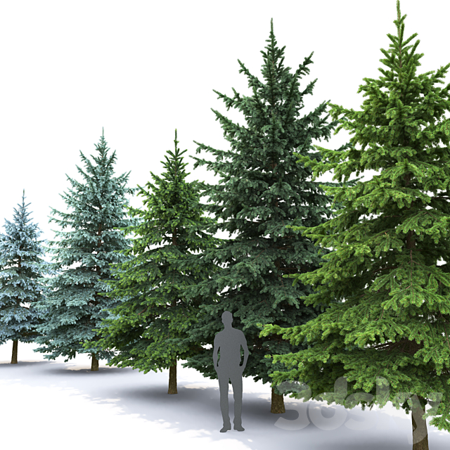 Spruce 3DSMax File - thumbnail 2