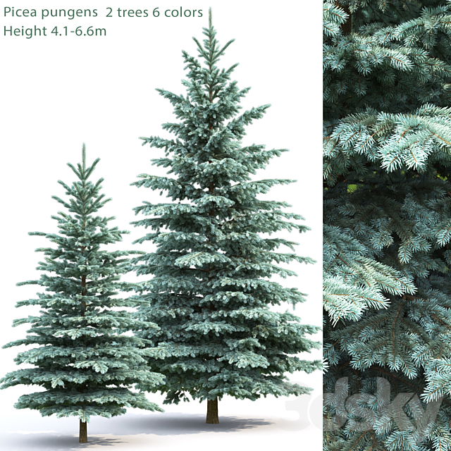 Spruce 3DSMax File - thumbnail 1