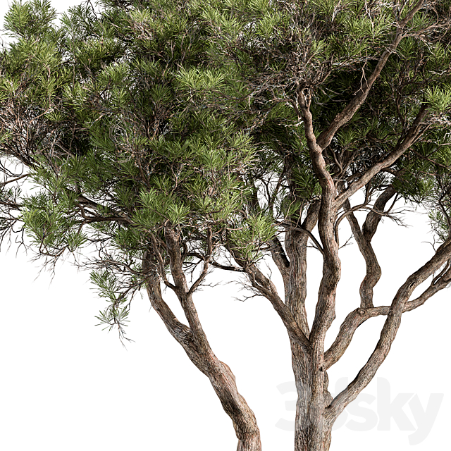 Stone Pine Tree Set 190 3DS Max Model - thumbnail 2