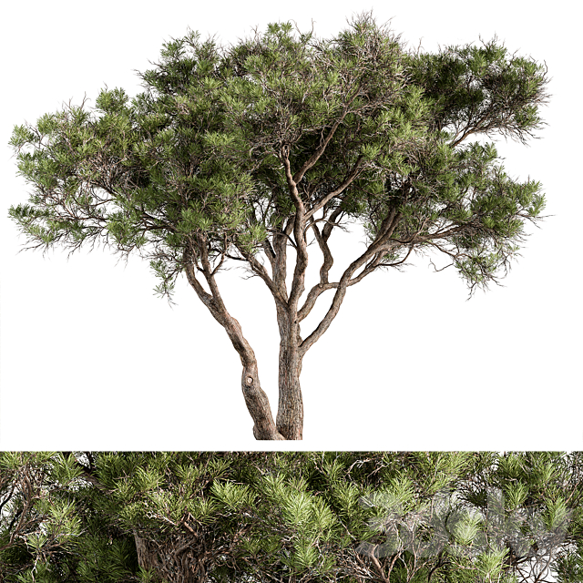 Stone Pine Tree Set 190 3DS Max Model - thumbnail 3