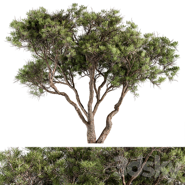 Stone Pine Tree Set 190 3dsMax Model - thumbnail 1