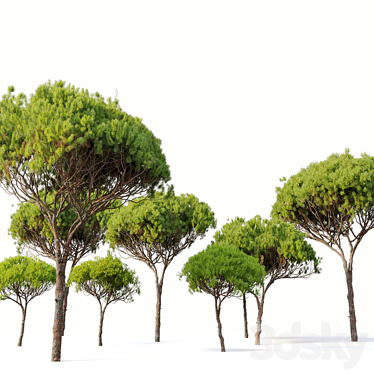 Stone pine_4 (Pinus pinea) 3DS Max - thumbnail 2