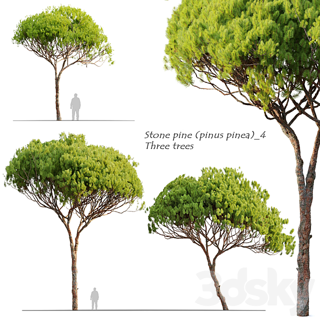 Stone pine_4 (Pinus pinea) 3DSMax File - thumbnail 1