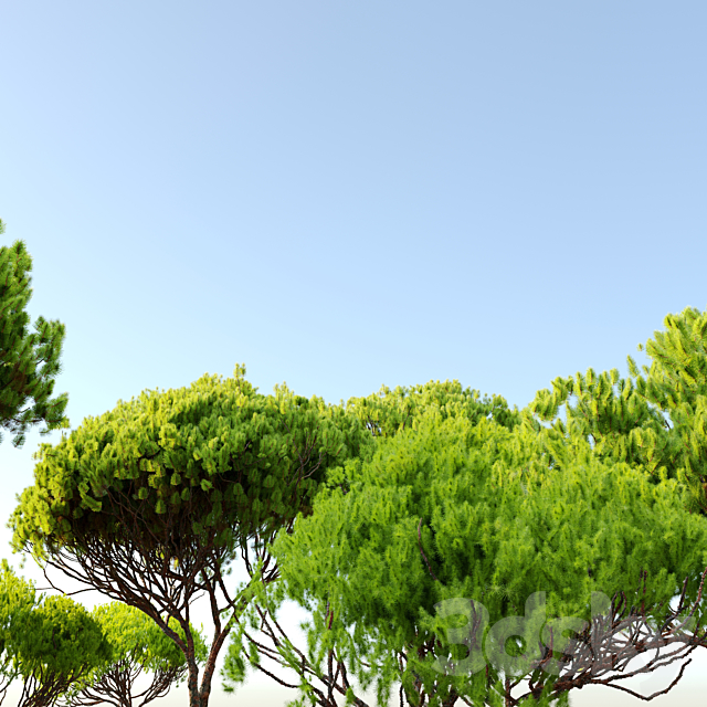 Stone pine_4 (Pinus pinea) 3DSMax File - thumbnail 4