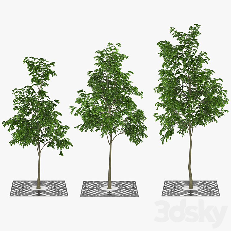 Street Tree 01 3DS Max - thumbnail 1