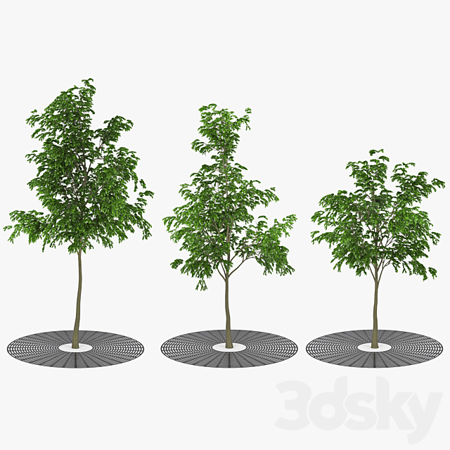 Street tree 3ds Max - thumbnail 1