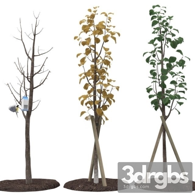 Street Tree 3dsmax Download - thumbnail 1