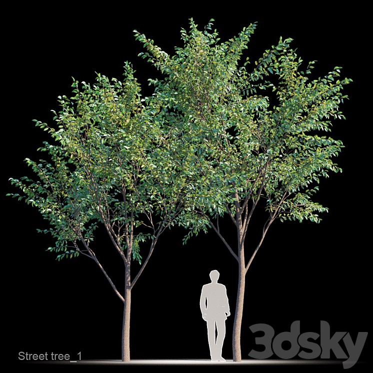 Street tree v1 3DS Max - thumbnail 1