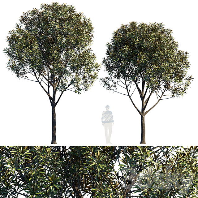 Street tree v6 3DSMax File - thumbnail 1