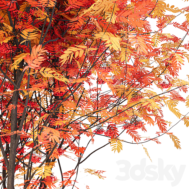 Street Tree vol. 2 – Mountain Ash 3DS Max Model - thumbnail 2