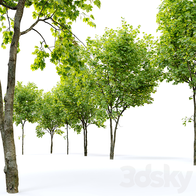 Sugar maple 3DS Max Model - thumbnail 2