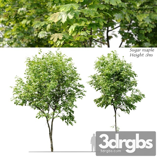 Sugar Maple 3dsmax Download - thumbnail 1