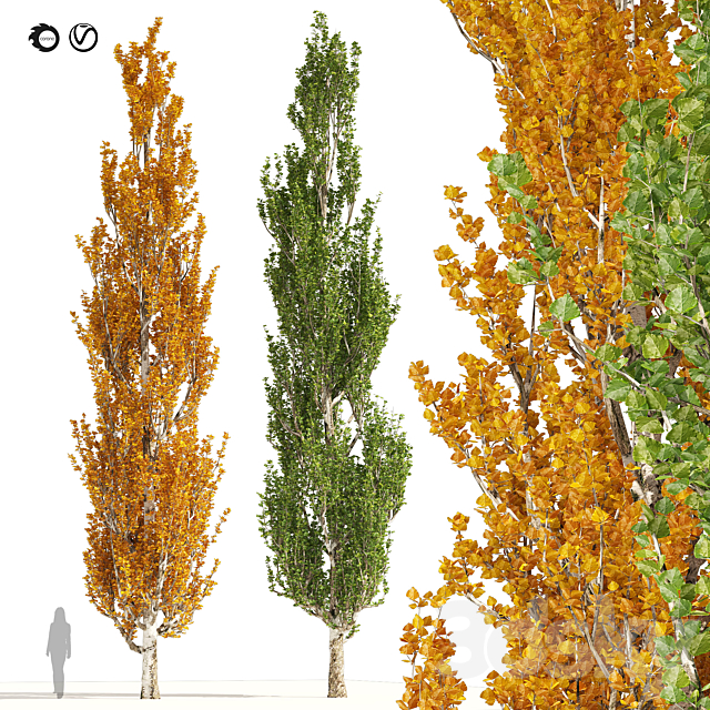 Summer and Autumn Lombardy poplar trees 3ds Max - thumbnail 1