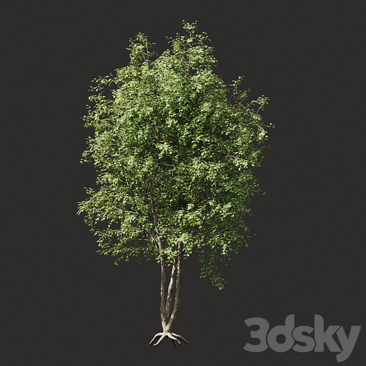 Summer tree # 03 3DS Max - thumbnail 1