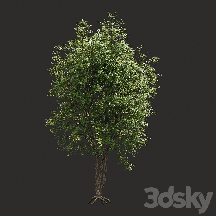 Summer tree # 03 3DS Max - thumbnail 2