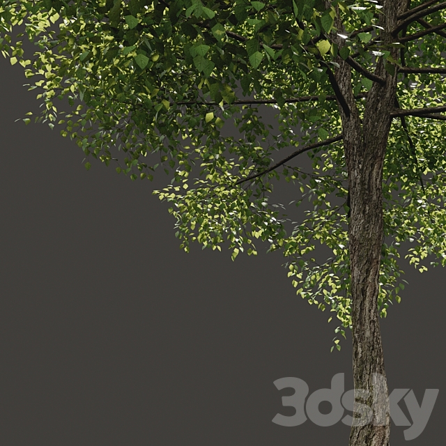 Summer tree # 05 3DS Max Model - thumbnail 2