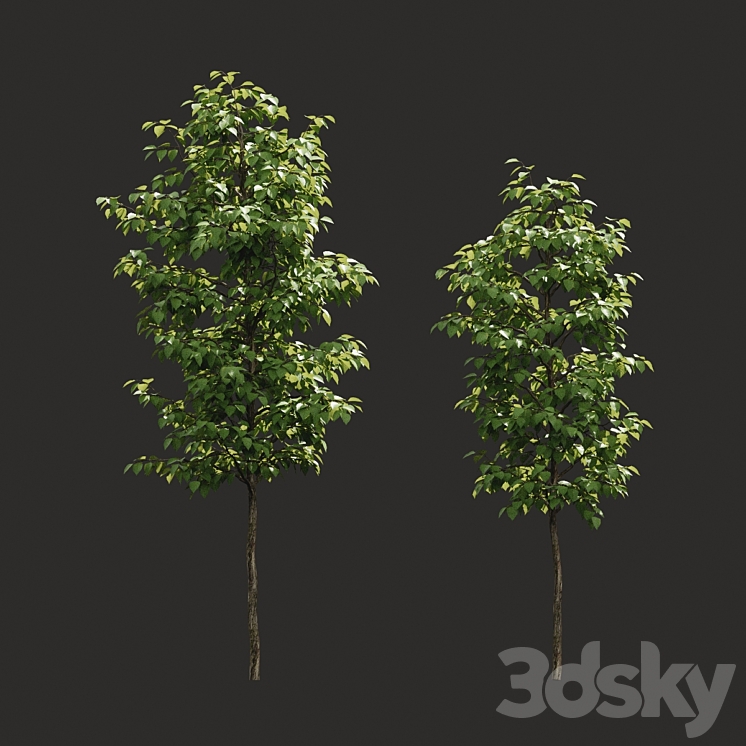 Summer tree # 06 3DS Max - thumbnail 1