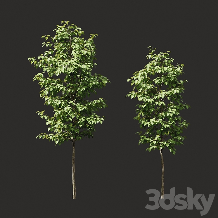 Summer tree # 06 3DS Max - thumbnail 2