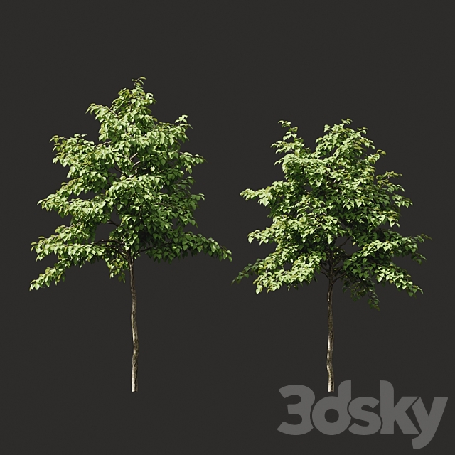 Summer tree # 07 3DSMax File - thumbnail 1