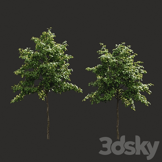 Summer tree # 07 3DSMax File - thumbnail 2