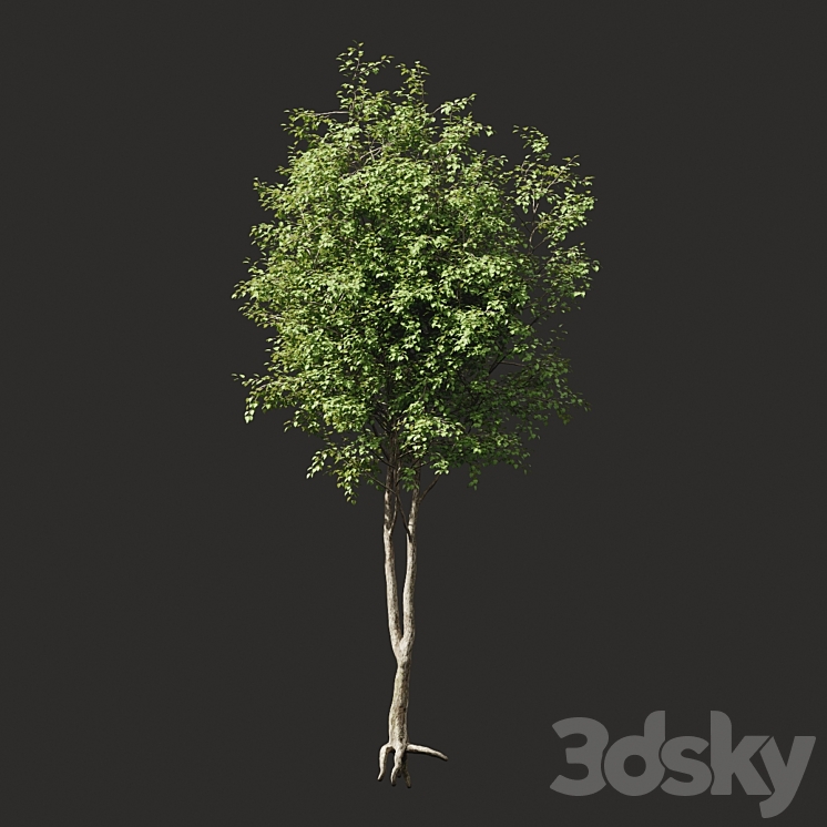 Summer tree # 2 3DS Max - thumbnail 1