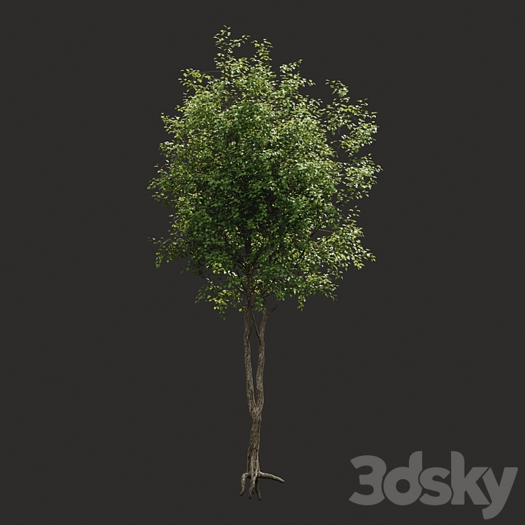 Summer tree # 2 3DS Max - thumbnail 2