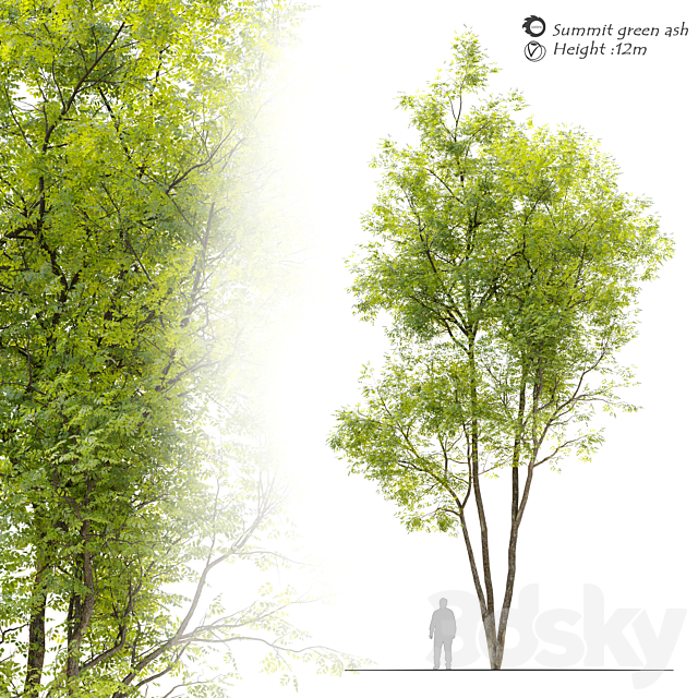 Summit green ash (Fraxinus pennsylvanica Summit) 3ds Max - thumbnail 1