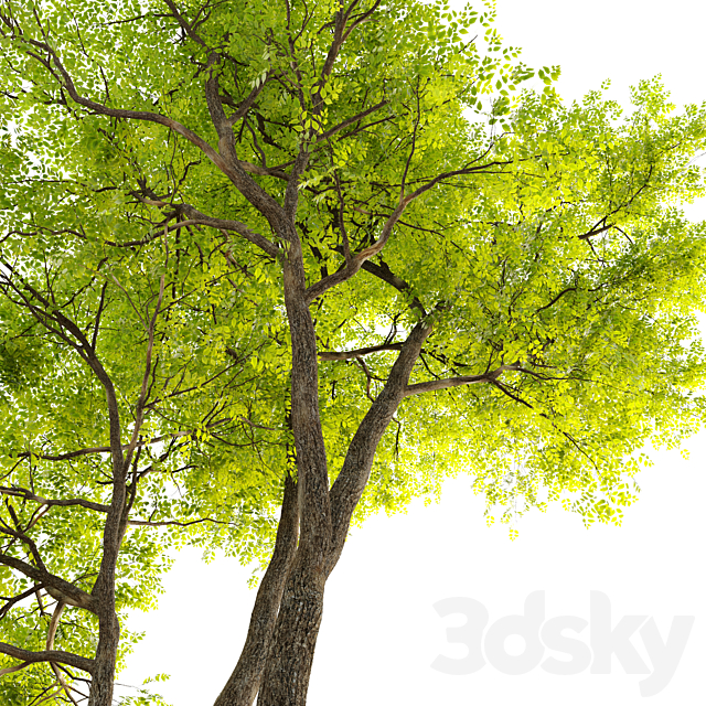 Summit green ash (Fraxinus pennsylvanica Summit) 3ds Max - thumbnail 2