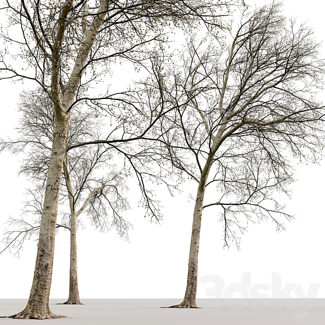 Sycamore _ Platanus #20 3DS Max Model - thumbnail 3