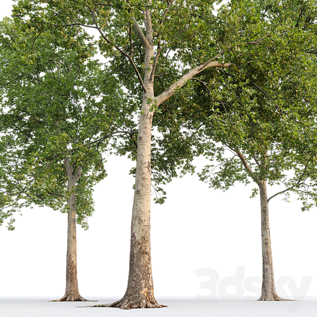 Sycamore _ Platanus #20 3DS Max Model - thumbnail 4