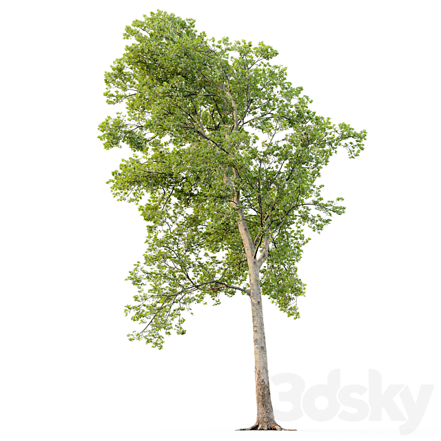 Sycamore _ Platanus #20 3DS Max Model - thumbnail 5