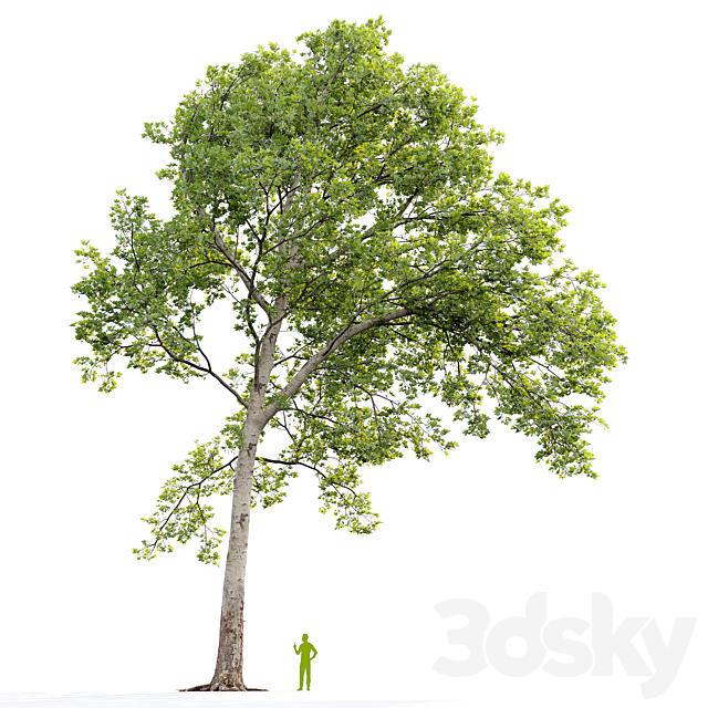 Sycamore _ Platanus #20 3DS Max Model - thumbnail 6