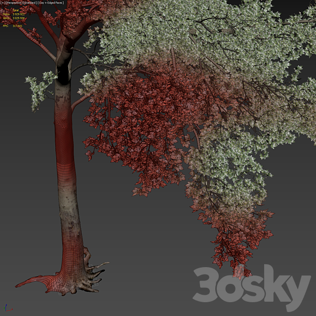 Sycamore _ Platanus #20 3DS Max Model - thumbnail 7