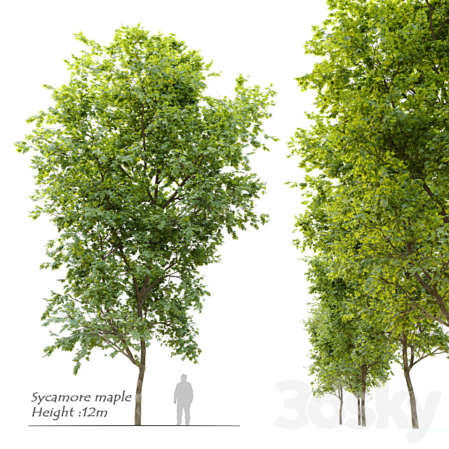 Sycamore maple 3ds Max - thumbnail 1