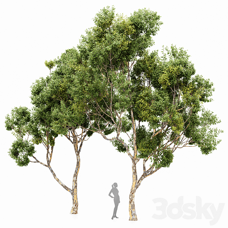 Sydney blue gum 2 trees 3DS Max - thumbnail 1