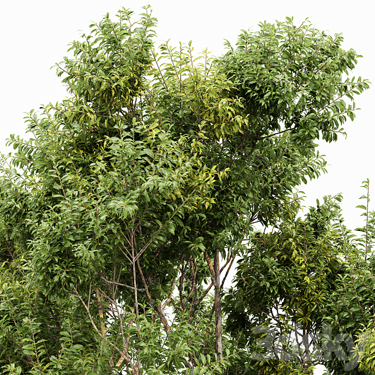 Sydney blue gum 2 trees 3DS Max - thumbnail 2