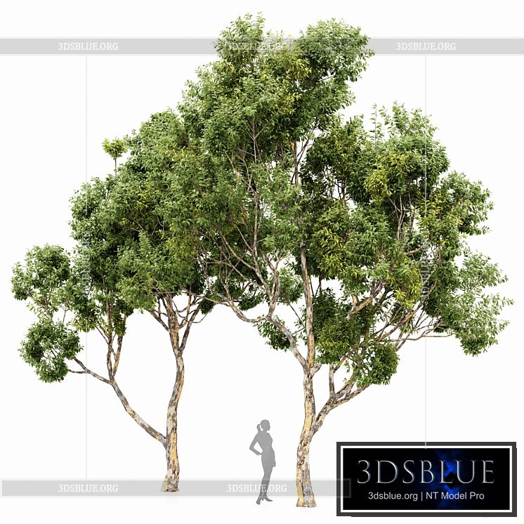 Sydney blue gum 2 trees 3DS Max - thumbnail 3