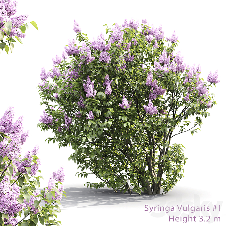 Syringa 3DS Max - thumbnail 1