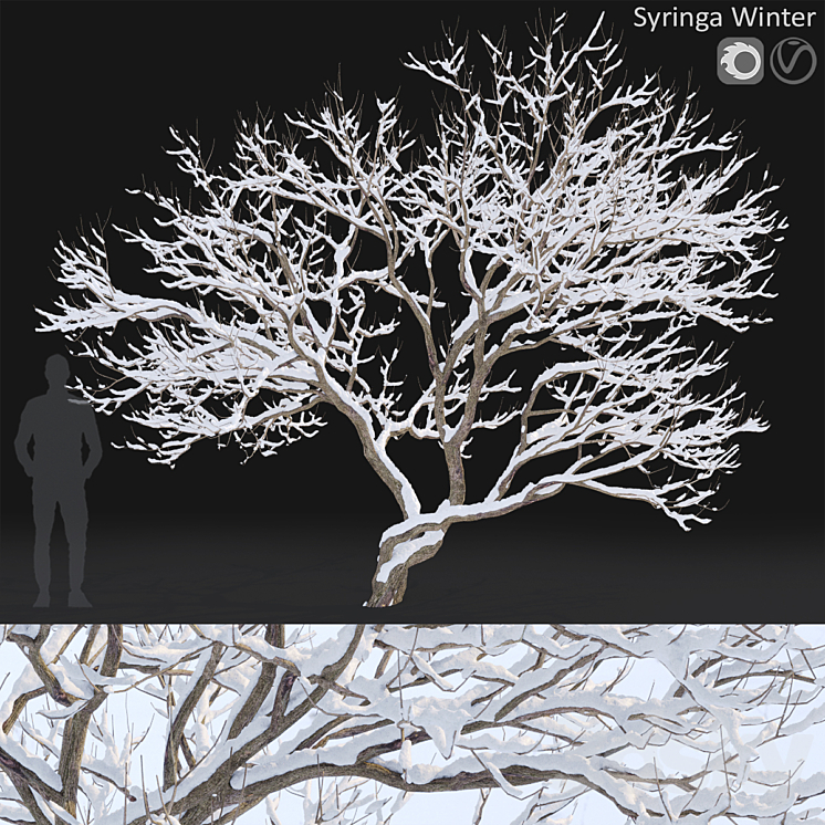 Syringa Vulgaris  Winter tree 3DS Max Model - thumbnail 1