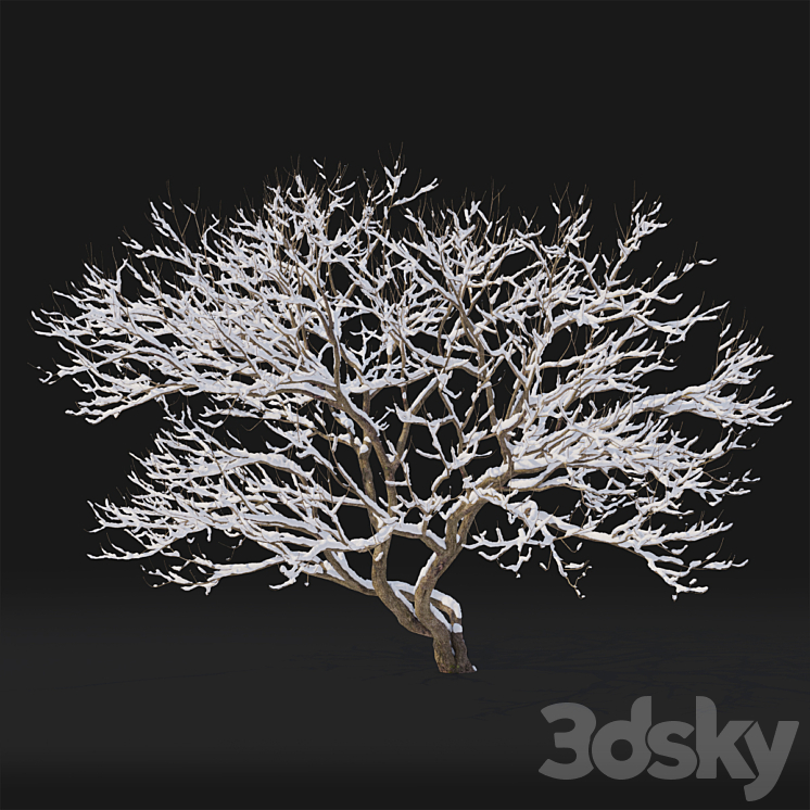 Syringa Vulgaris  Winter tree 3DS Max Model - thumbnail 2