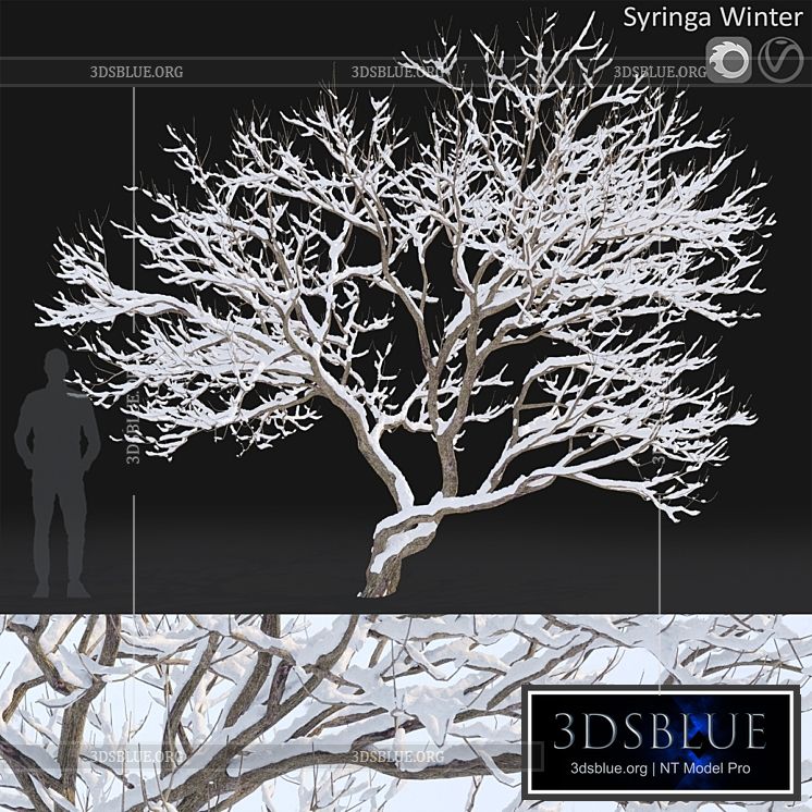 Syringa Vulgaris  Winter tree 3DS Max - thumbnail 3