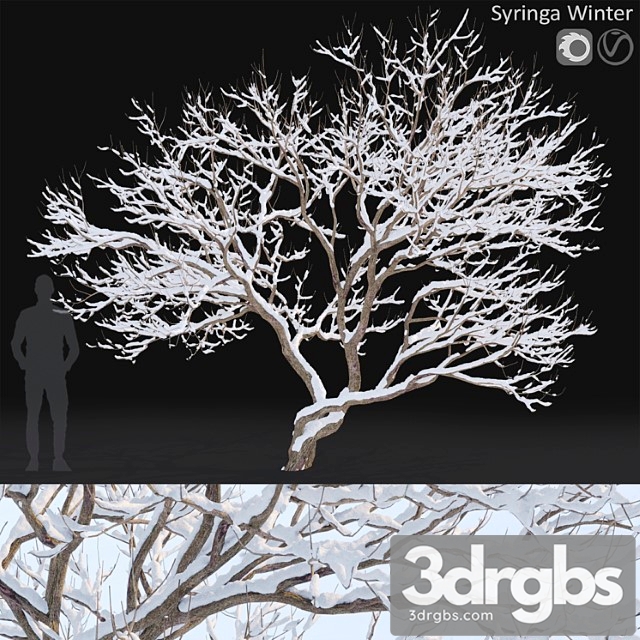 Syringa vulgaris winter tree - thumbnail 1