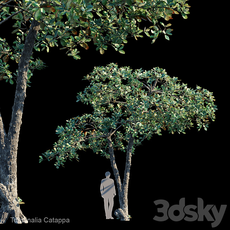 Terminalia Catappa_Var2 3DS Max - thumbnail 1