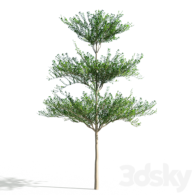 Terminalia mantaly 1 3DSMax File - thumbnail 1